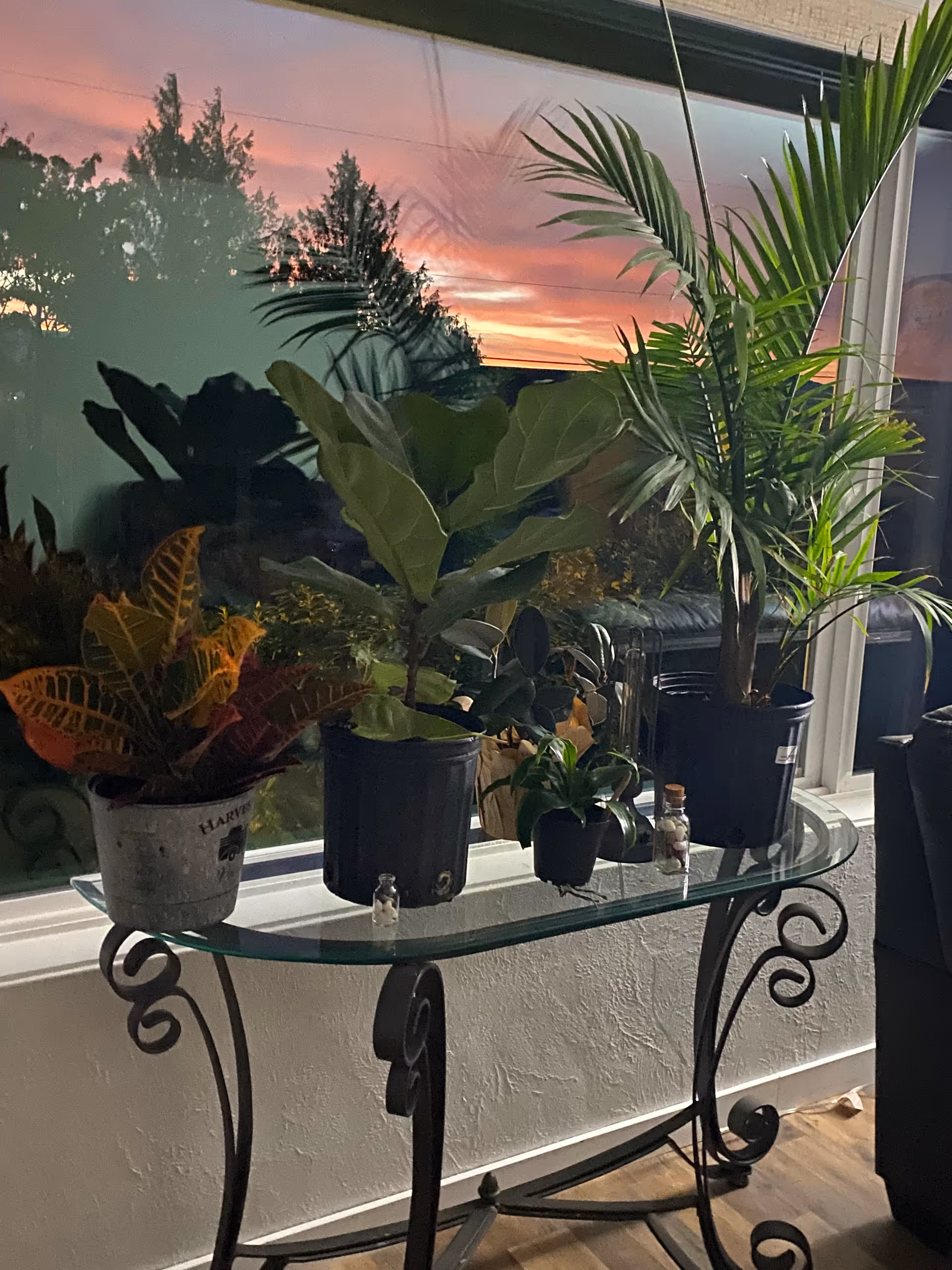 A glass-topped console table by a large window holding several potted houseplants with a colorful sunset reflected in the glass.