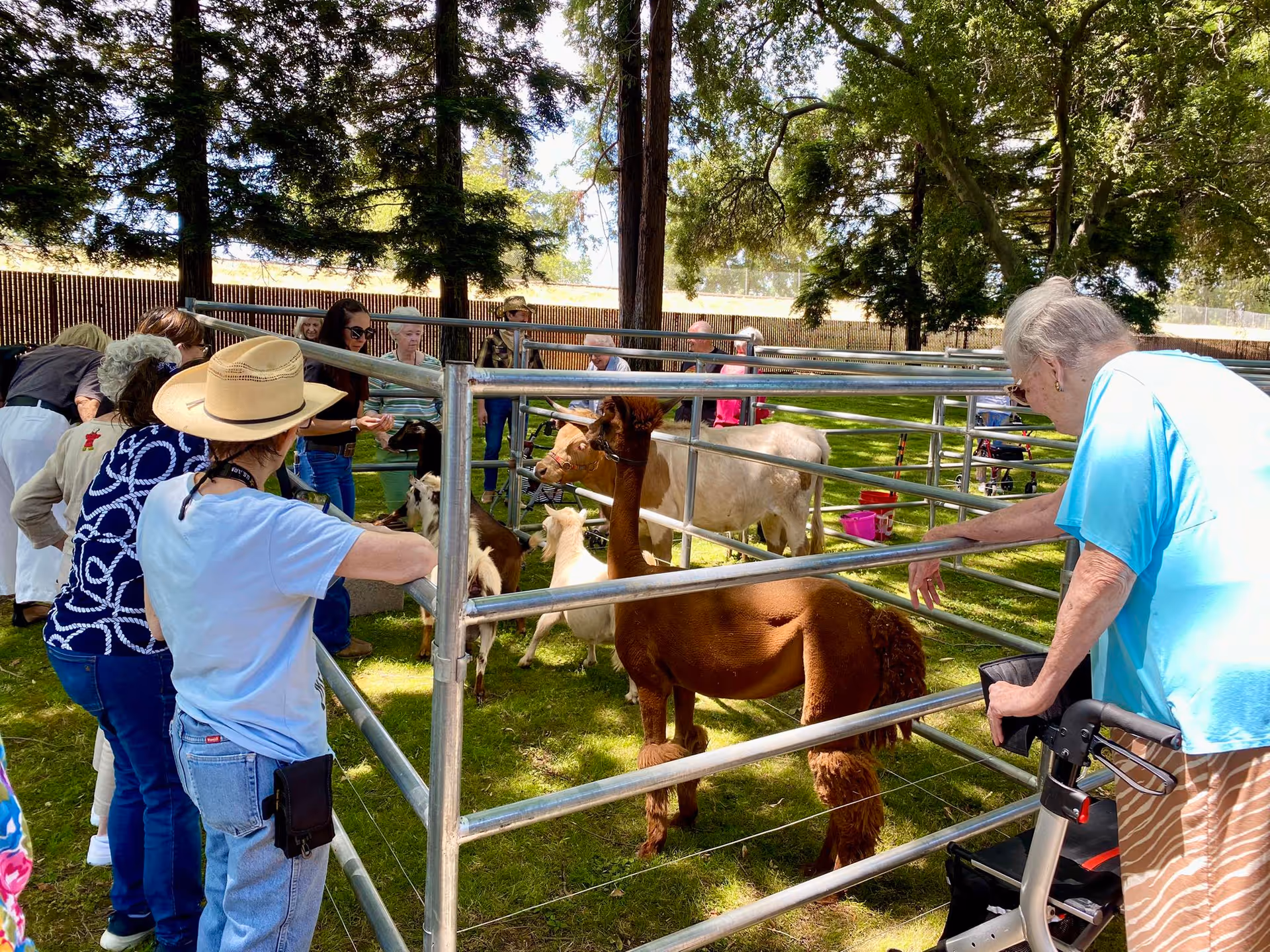 A group of elderly people gathered around a metal pen outdoors, interacting with various animals including a brown alpaca, goats, and a cow. The setting is shaded by tall trees with sunlight filtering through, and the people appear engaged and enjoying the petting zoo experience.