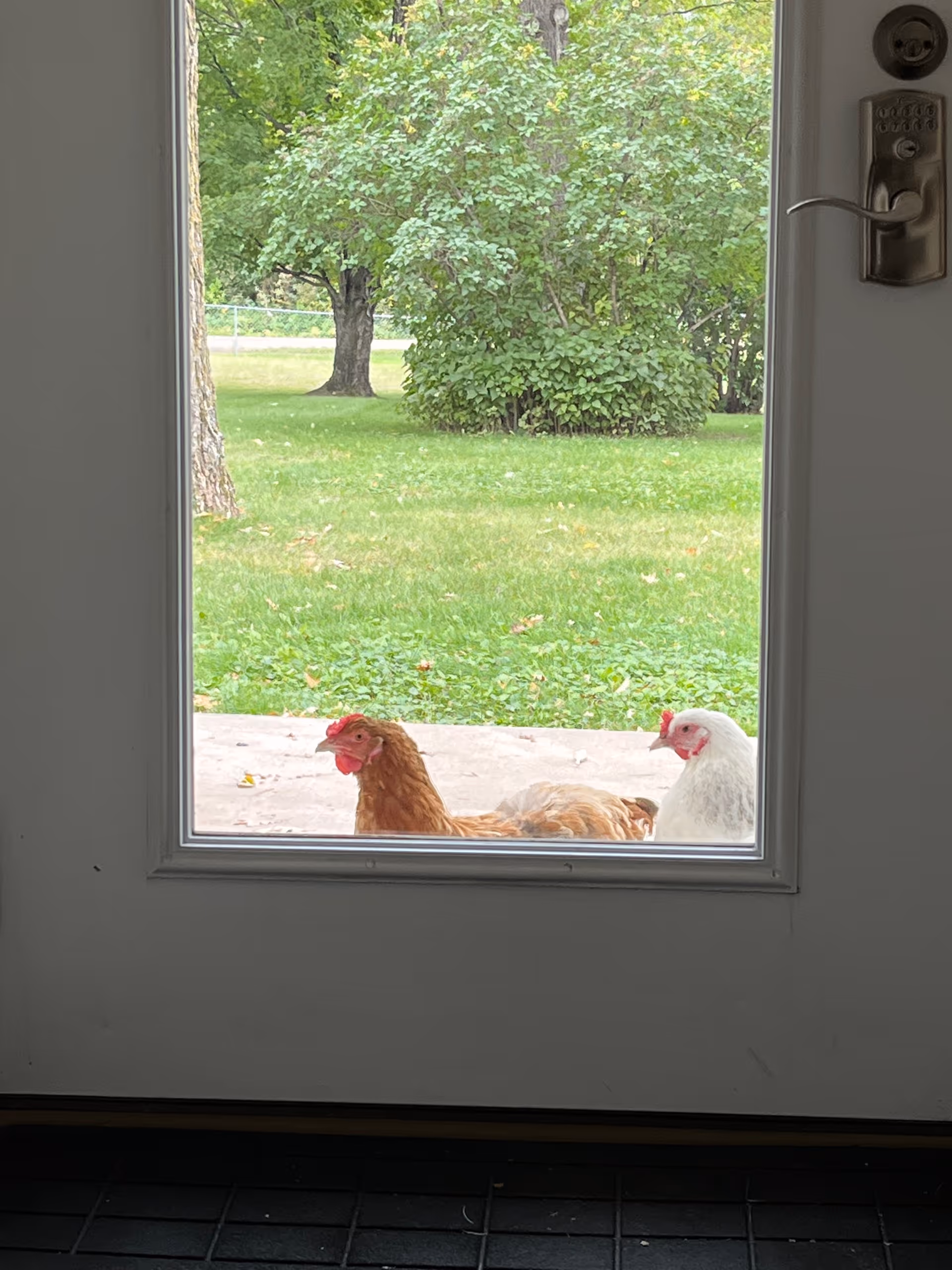 View through a glass door of two chickens standing on the outside patio with a green lawn and trees beyond.