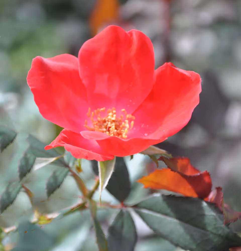 Close-up of a vibrant red flower with yellow stamens surrounded by green leaves and some reddish-brown leaves in the background.