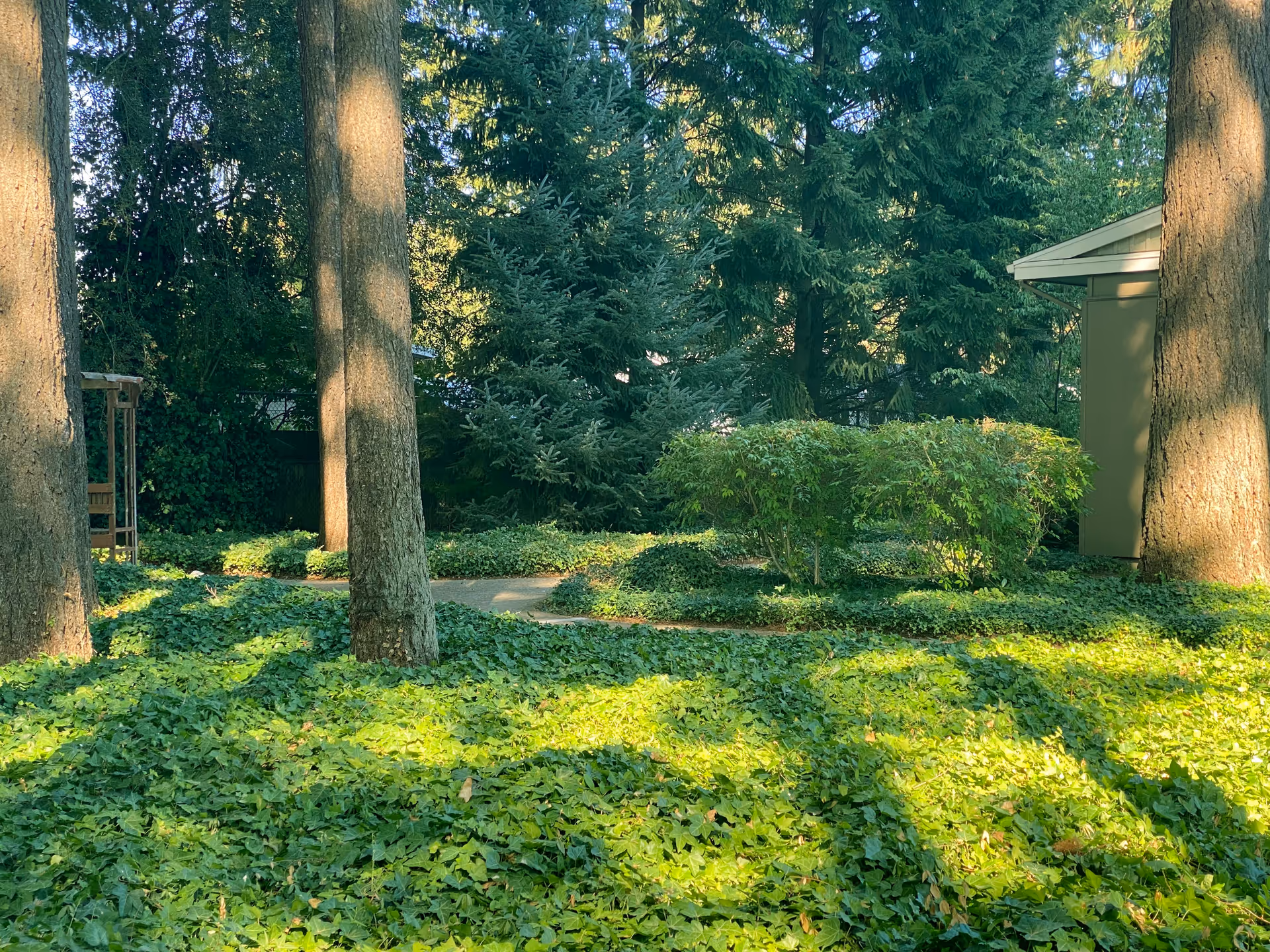 Shaded outdoor garden with large trees, ivy groundcover, shrubs, and a small concrete path next to a building.