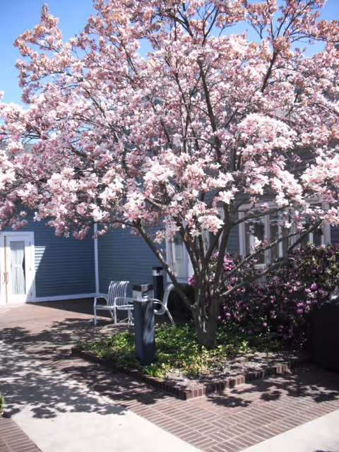 A blooming tree with pink flowers in a courtyard area of a senior living facility. There are two metal chairs and a small table under the tree, with a blue building wall and white door in the background. The ground is paved with bricks and concrete, and there are some bushes with purple flowers nearby.