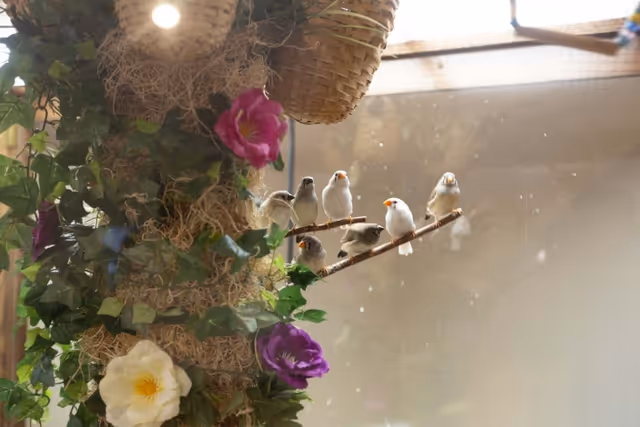 A group of small white birds with orange beaks perched on thin branches inside an enclosure decorated with green ivy and purple and white flowers, with woven baskets hanging above.