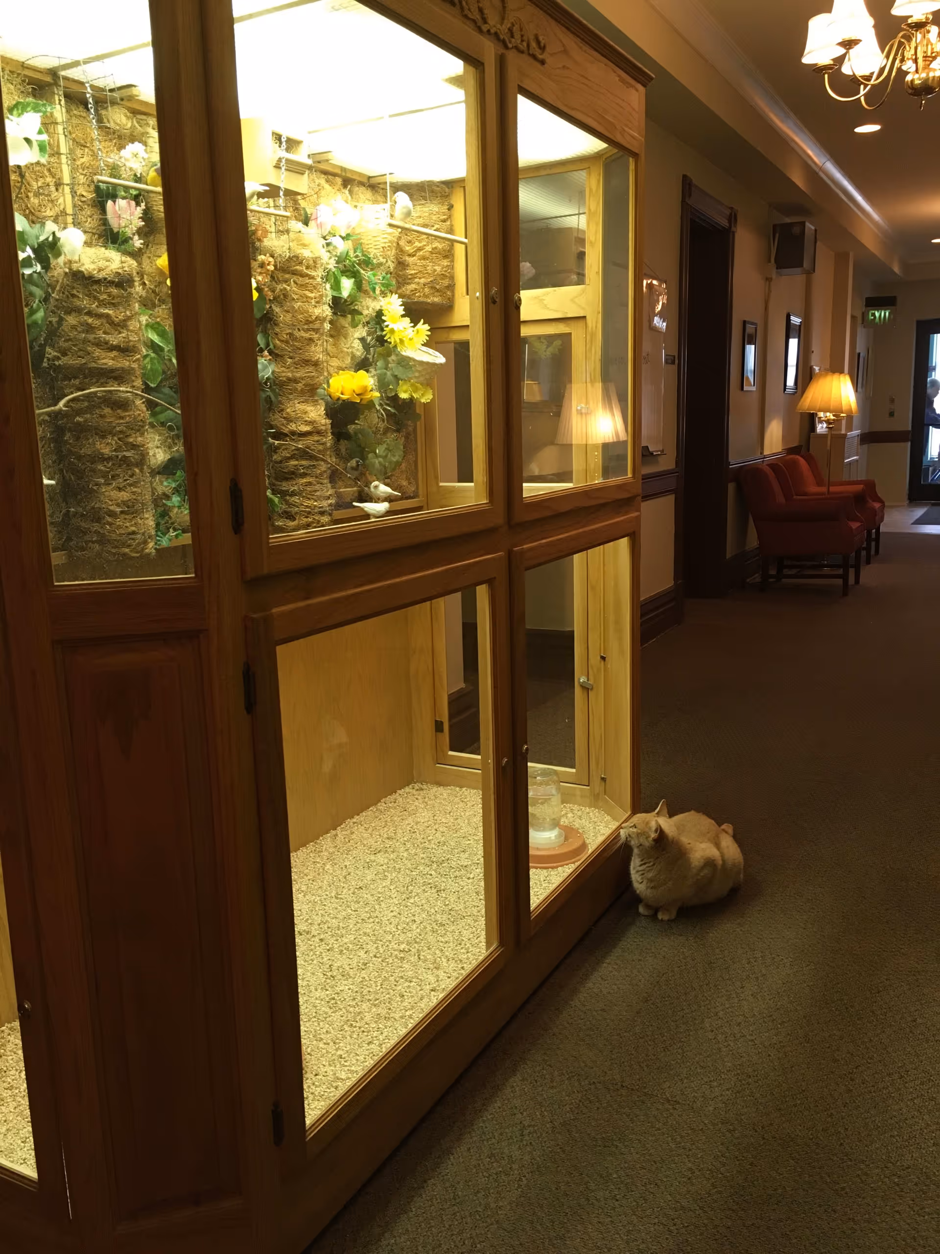 A hallway in a senior living facility with a wooden glass enclosure containing decorative plants and small birds. A light brown cat is sitting on the carpeted floor next to the enclosure. The hallway is warmly lit with lamps and has red chairs along the wall.