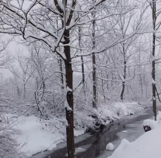 Snow-covered trees and a small creek winding through a winter forest.