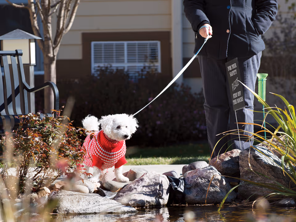 A small white dog wearing a red and white sweater stands on rocks near a pond in an outdoor garden area. A person dressed in dark clothing holds the dog's leash. There is a sign near the rocks that reads 'FOR YOUR SAFETY PLEASE STAY OFF THE ROCKS'.
