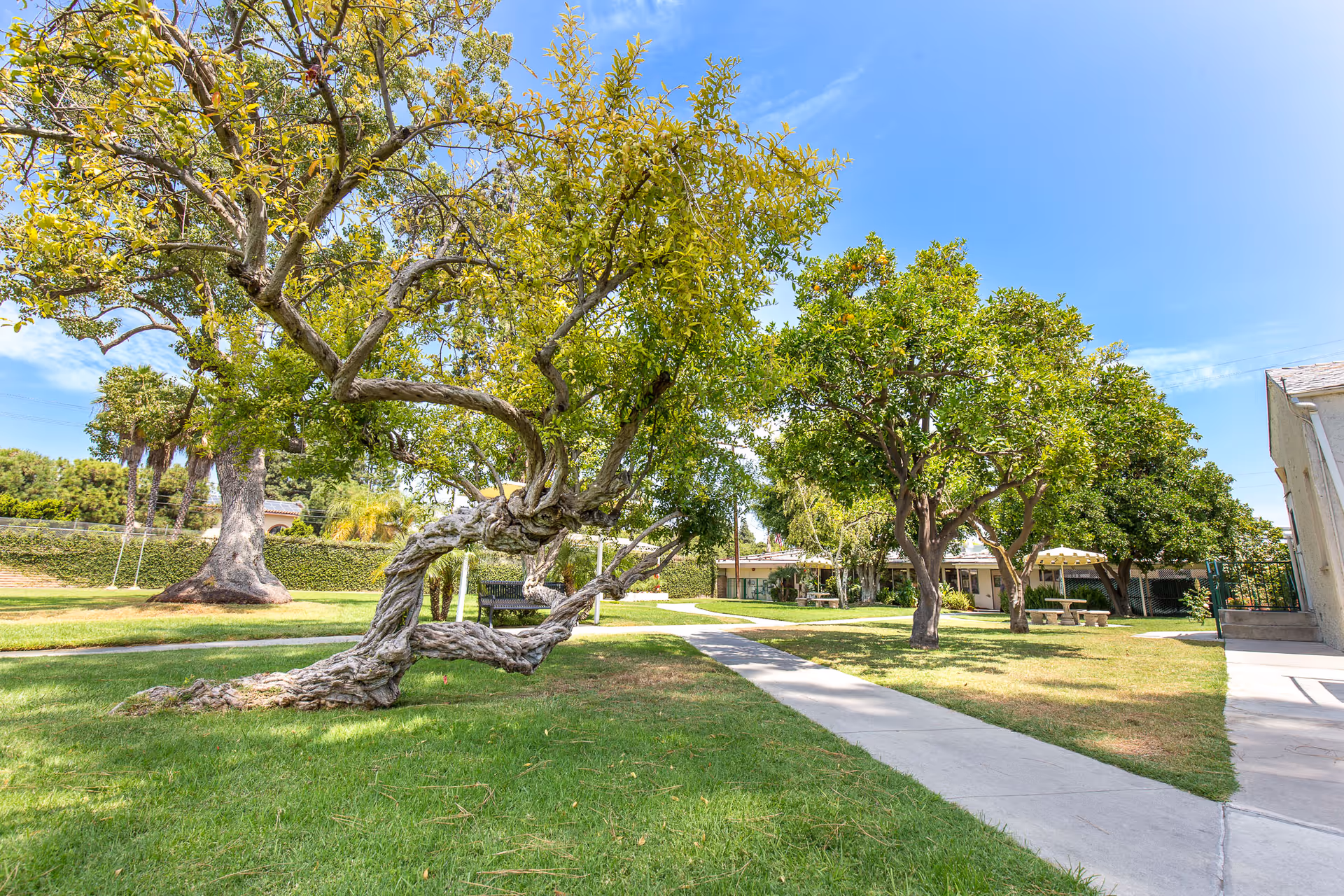 A sunny outdoor garden area at Windsor Palms Care Center of Artesia featuring a uniquely twisted tree in the foreground, green grass, a concrete walkway, several other trees, a bench, and a picnic table near a building under a clear blue sky.