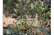 Outdoor view of West Park Rehabilitation and Nursing Center with blooming branches in foreground.
