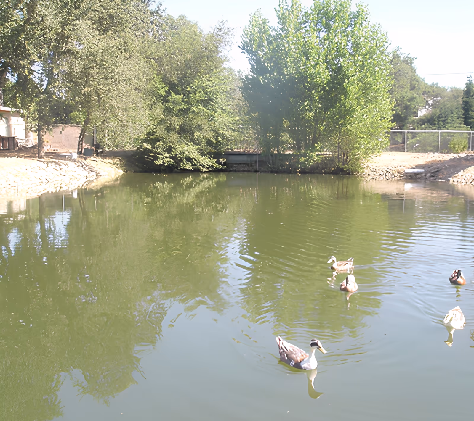 A small pond with several ducks swimming, surrounded by trees and a shoreline with a small dock in the background.