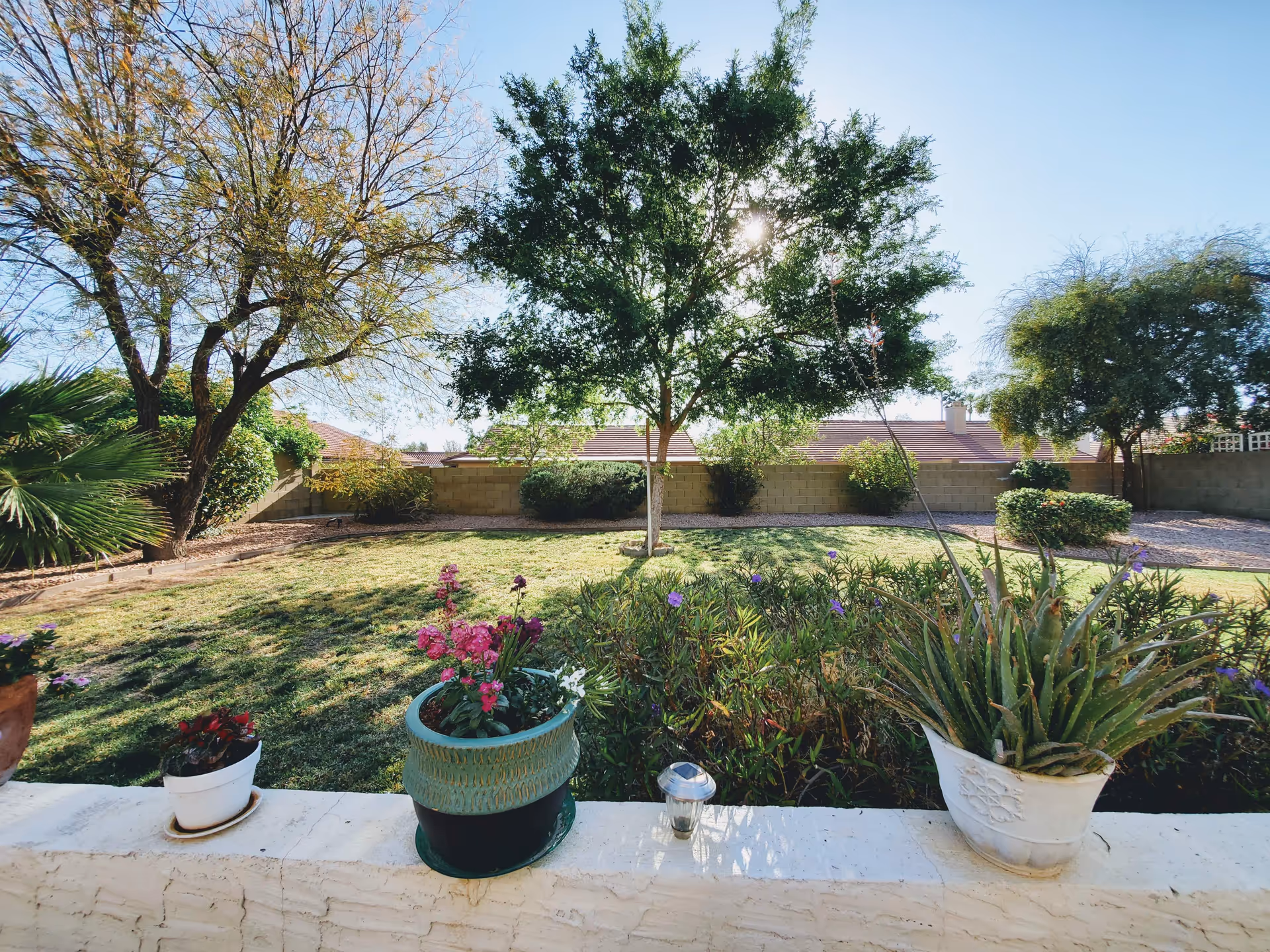 A sunny backyard garden with a variety of trees and plants. There is a grassy lawn bordered by shrubs and a brick wall in the background. Several potted plants with flowers are placed on a white ledge in the foreground.