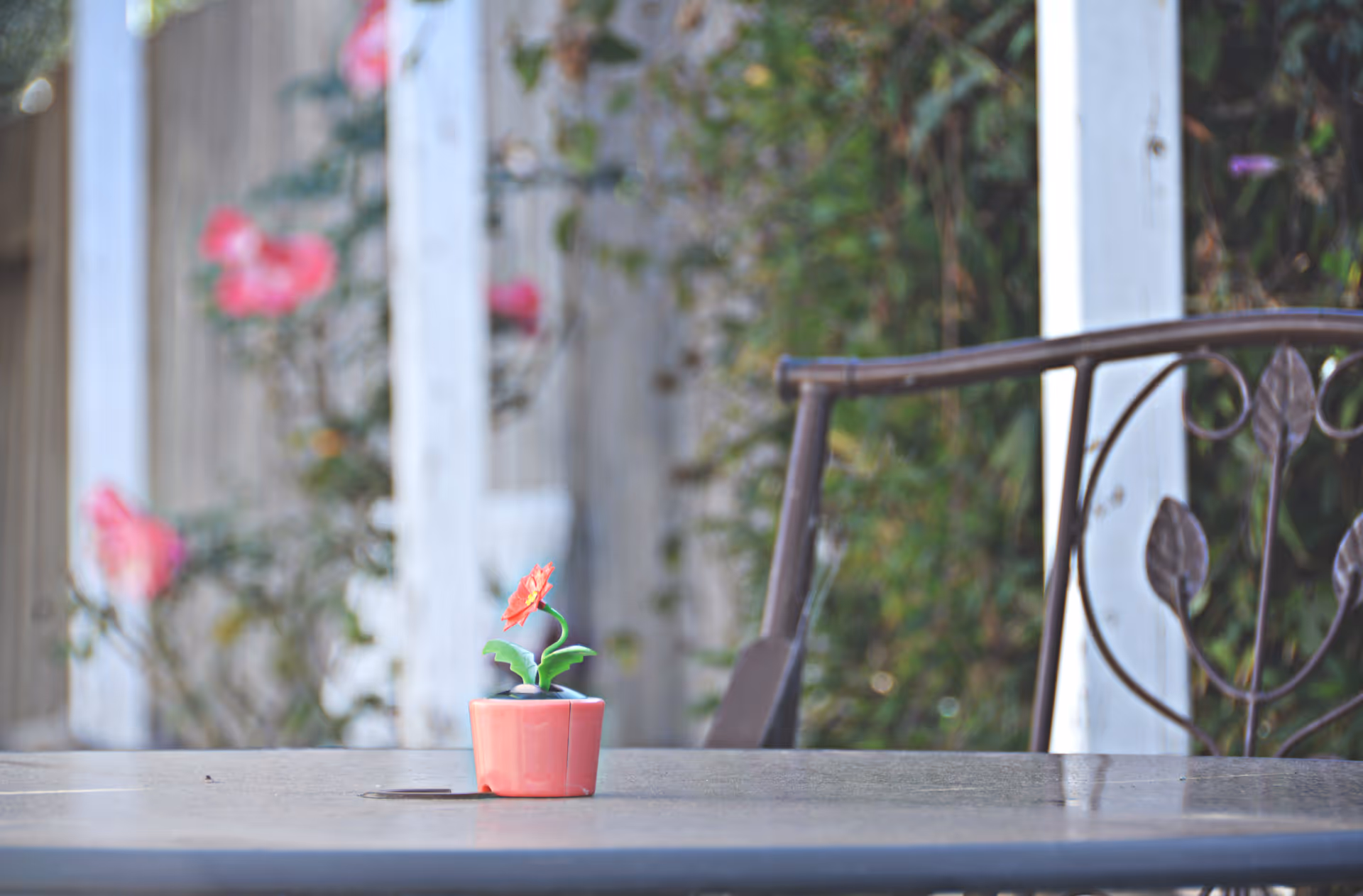 A small potted flower sits on an outdoor table with a metal chair and a blurred garden fence and blooms in the background.