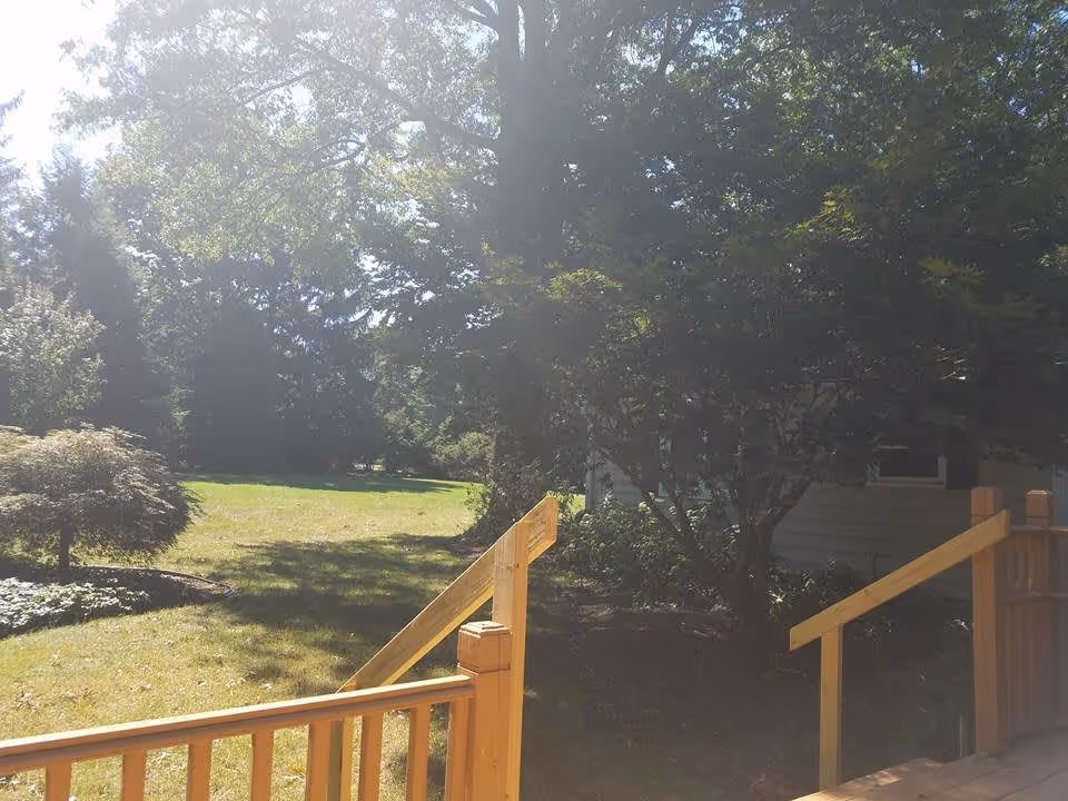 A sunny outdoor garden area with green grass, trees, and shrubs. A wooden railing and steps are visible in the foreground, leading down to the garden. The scene is bright with sunlight filtering through the tree leaves.