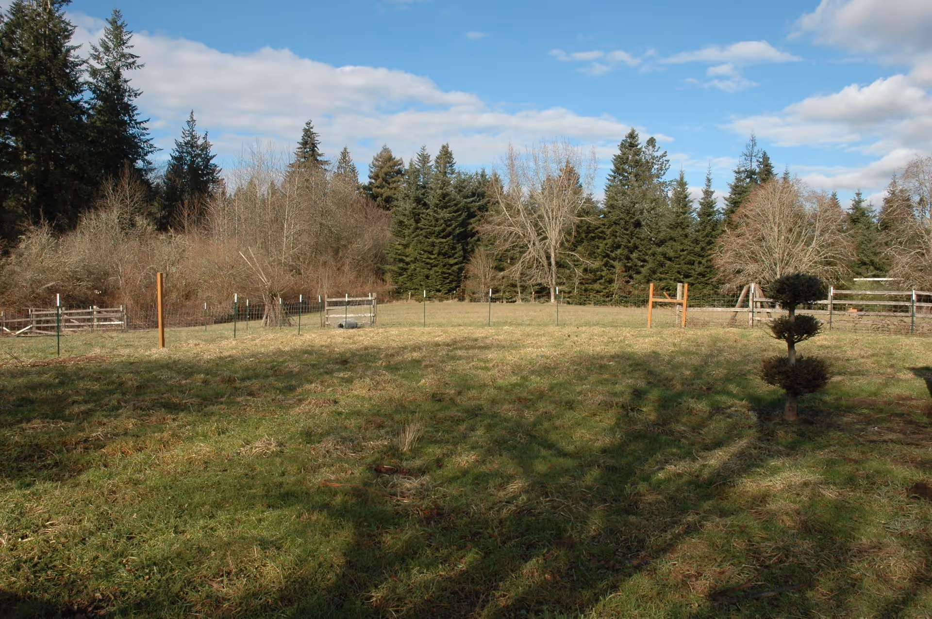 A fenced grassy outdoor area with a small topiary tree in the foreground and a backdrop of tall evergreen and leafless trees under a partly cloudy blue sky.