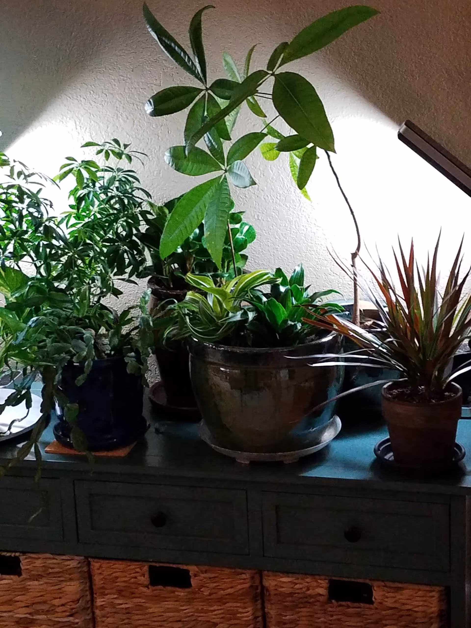 A collection of various potted green houseplants arranged on a dark green wooden cabinet with drawers and wicker baskets underneath, against a beige textured wall with light shining on the plants.