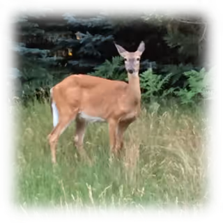 A deer standing in a grassy area with trees and bushes in the background.
