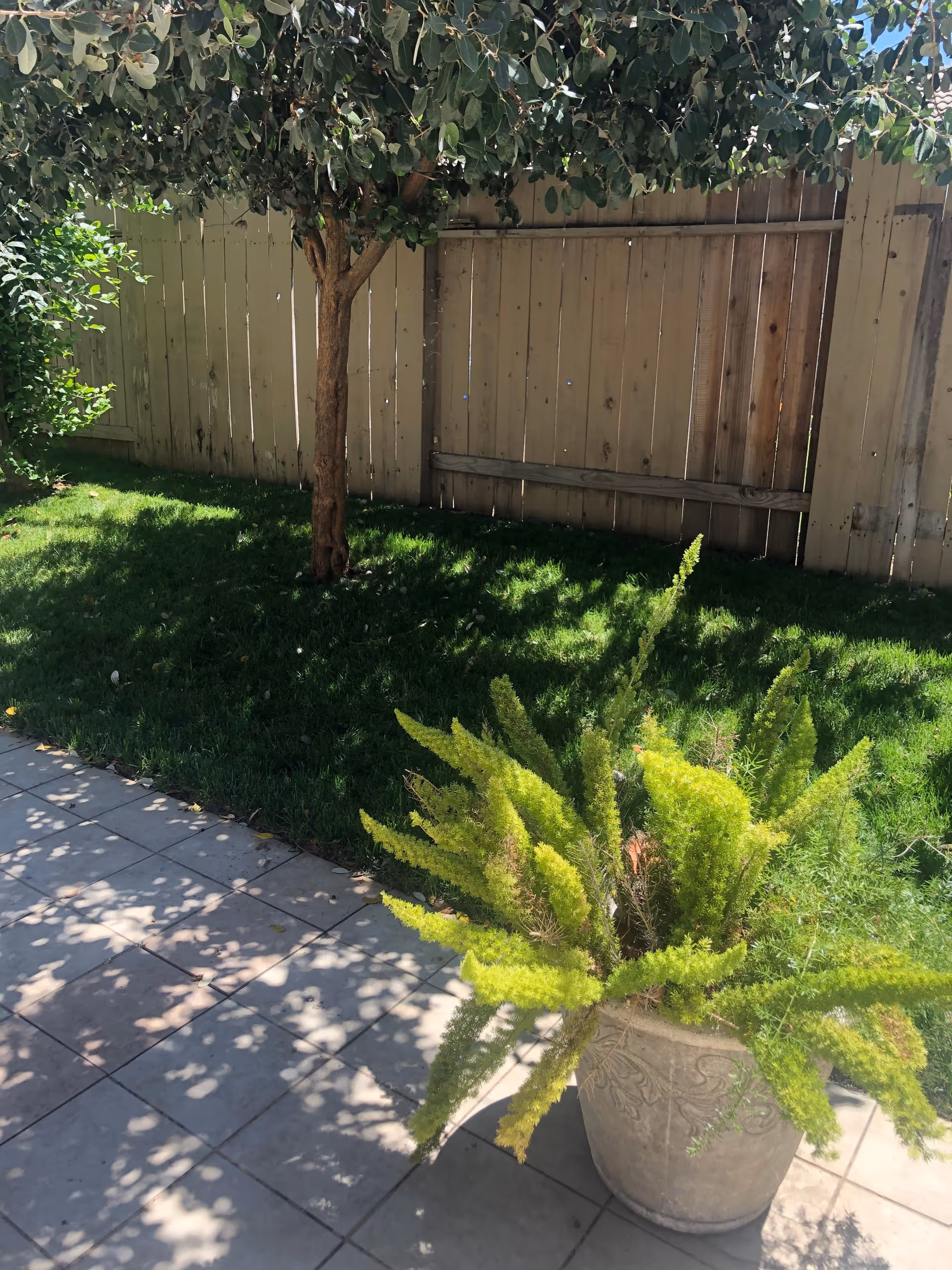 A sunny outdoor patio area with tiled flooring, a large potted green plant in the foreground, a tree casting shadows on the grass, and a wooden fence in the background.