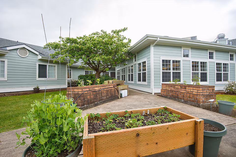 Outdoor garden area at Spring Valley Assisted Living featuring raised wooden and brick planters with various plants and greenery, surrounded by a light green building with many windows under a cloudy sky.