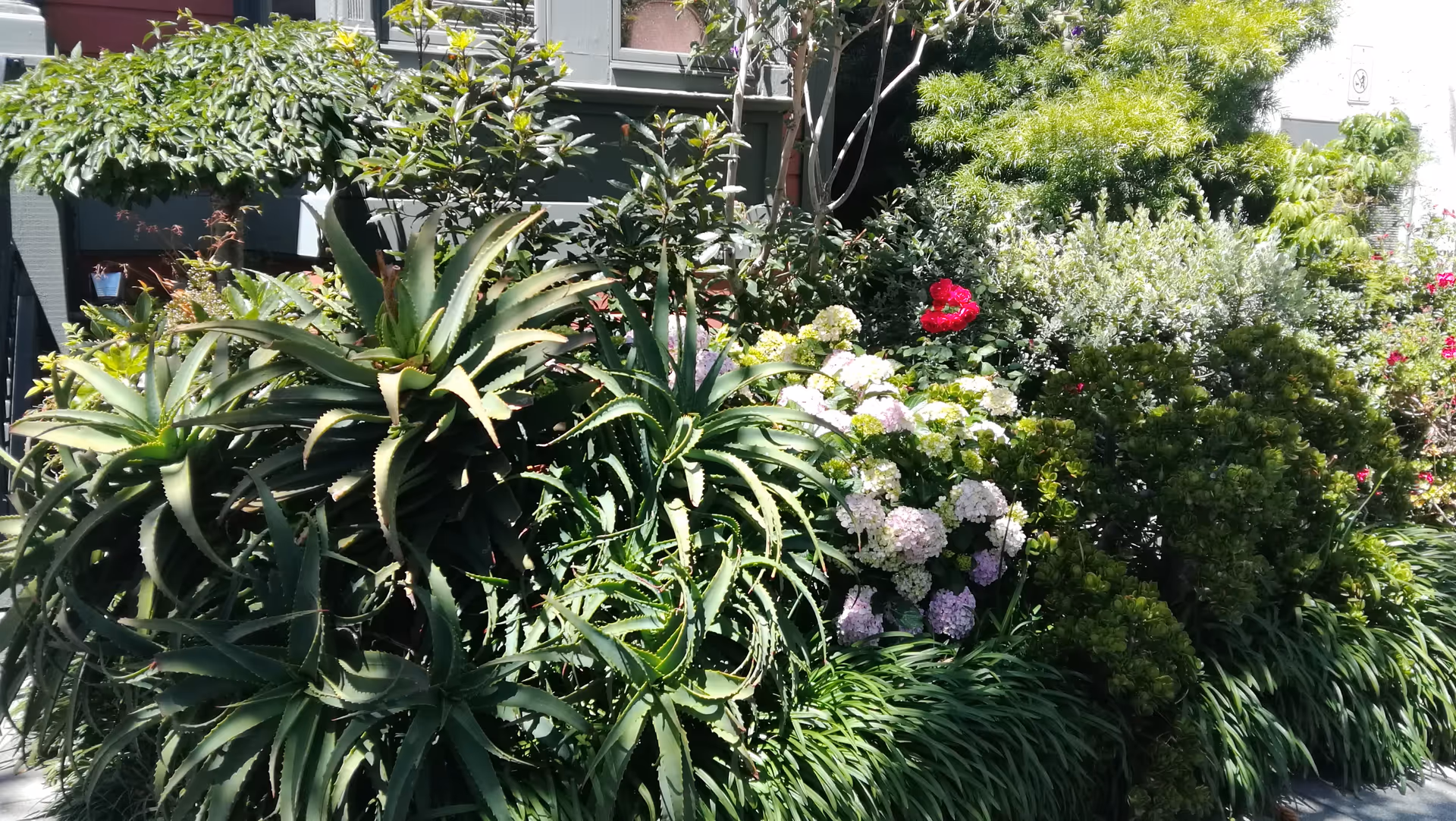 A lush garden area with various green plants and bushes, including aloe plants and flowering shrubs with white, pink, and red blossoms, situated in front of a building.