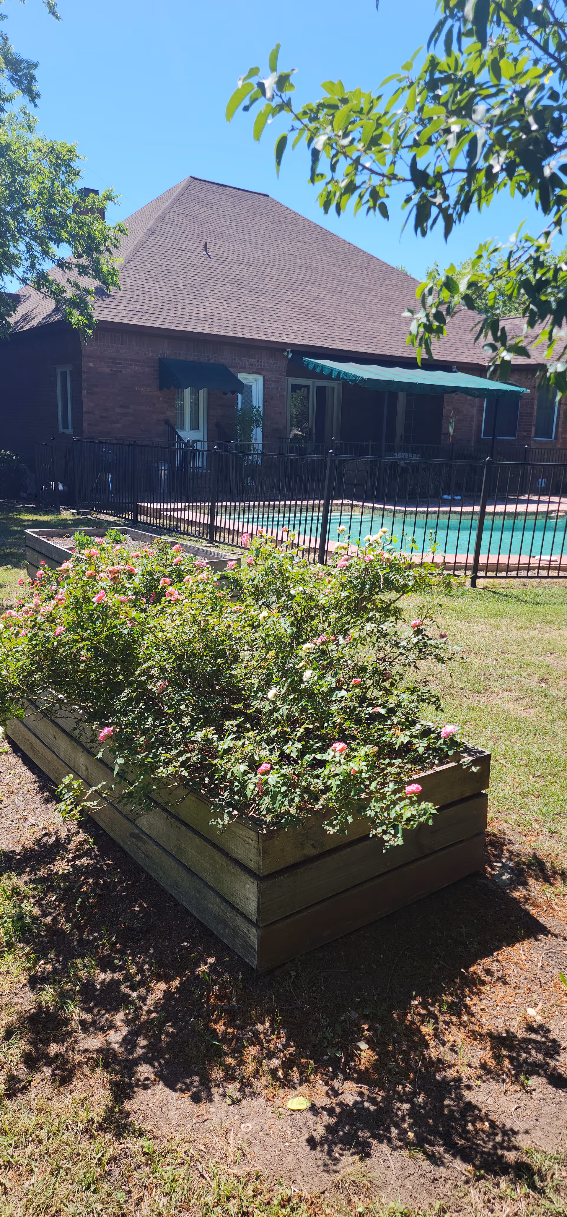 Wooden raised flower bed with blooming roses in front of a fenced outdoor pool and a brick building with green awnings.