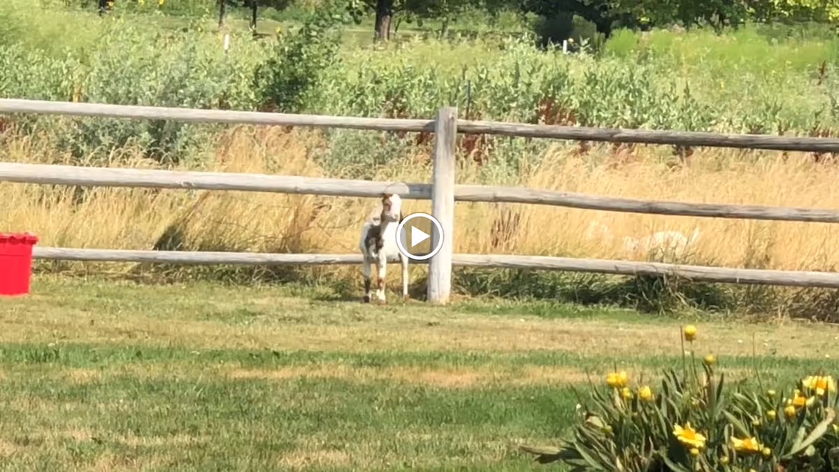 A small dog standing on grass near a wooden fence with tall grass and trees in the background. There is a red container on the left side and some yellow flowers on the right side of the image.