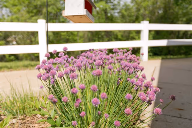 A cluster of purple flowers growing in a garden bed next to a paved walkway with a white wooden fence and green trees in the background.