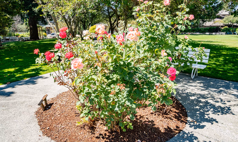 A sunny outdoor garden area with a circular flower bed filled with blooming pink and red roses. Surrounding the flower bed is a paved pathway, and in the background, there is a white bench on the grass under the shade of trees.