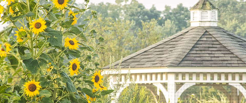 A white gazebo with a shingled roof surrounded by tall sunflowers and greenery, with trees in the background.