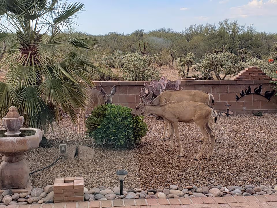 A desert garden area with three deer grazing near a small green bush. The garden has gravel ground cover, a stone birdbath on the left, a palm tree, and a brick wall with metal animal decorations. In the background, desert vegetation and a clear sky are visible.