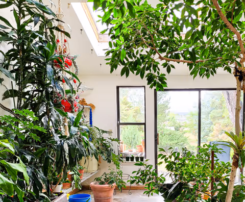 A bright indoor garden room filled with various green plants in pots, featuring large windows and a skylight that allow natural light to flood the space. The view outside shows trees and greenery.