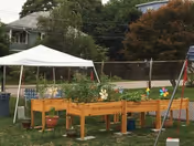 Raised wooden garden beds and potted plants under a white canopy tent in a fenced yard with houses in the background.