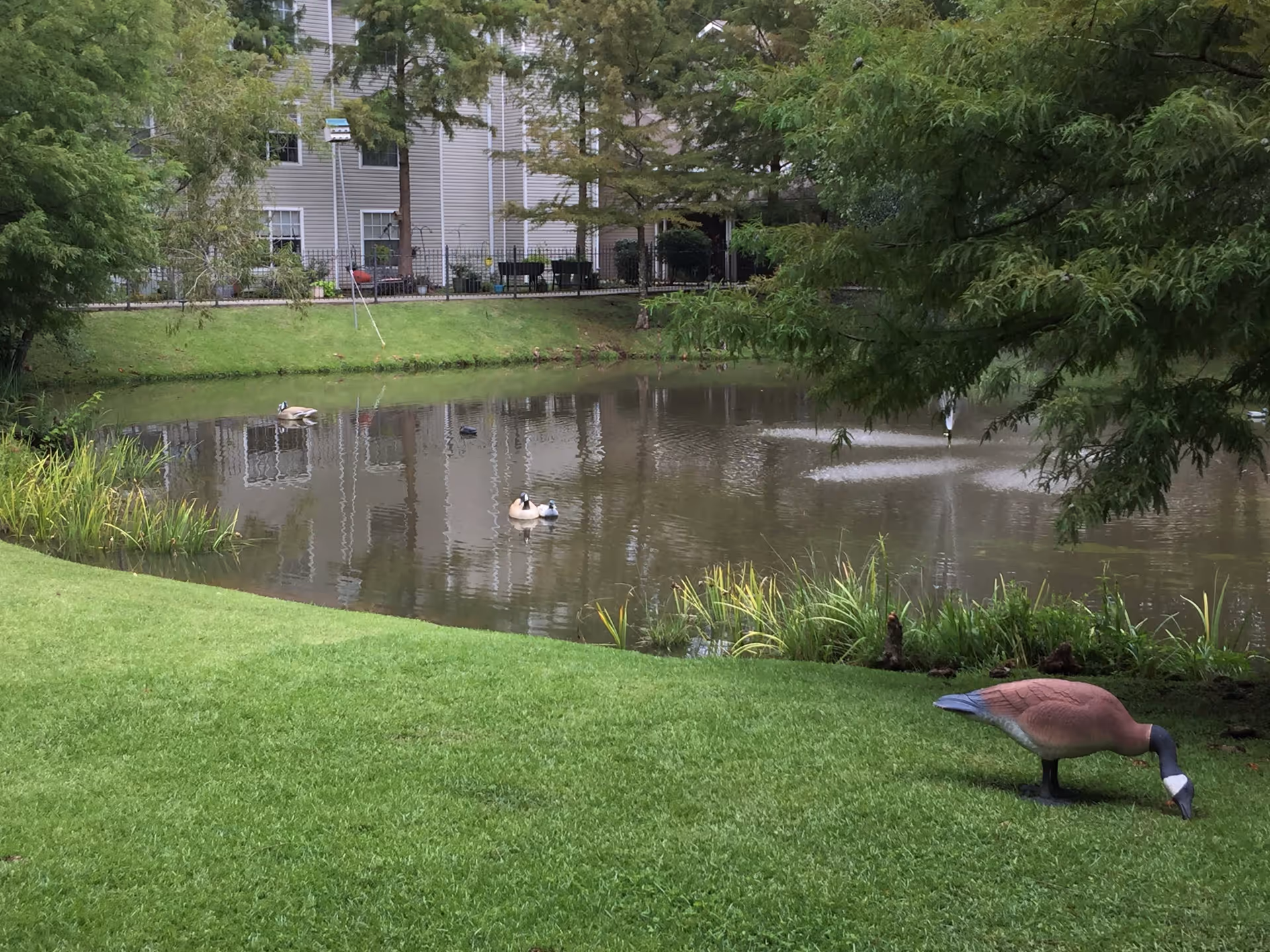 A serene outdoor scene at The Windsor Senior Living Community featuring a small pond with several ducks swimming. The pond is surrounded by green grass and trees, with a building visible in the background. A decorative duck statue is placed on the grass near the pond.