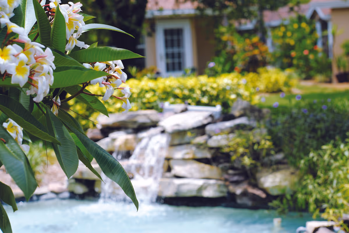 Close-up of white and yellow plumeria flowers with green leaves in the foreground, a small waterfall over rocks, and a garden with greenery and a building with a door in the background.