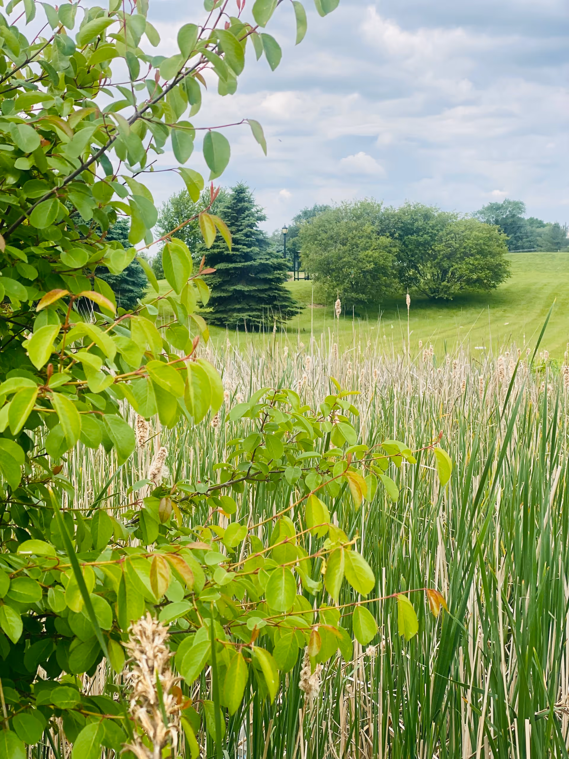 A lush outdoor scene featuring tall green grasses and leafy bushes in the foreground, with evergreen trees and a large leafy tree in the background under a partly cloudy sky.