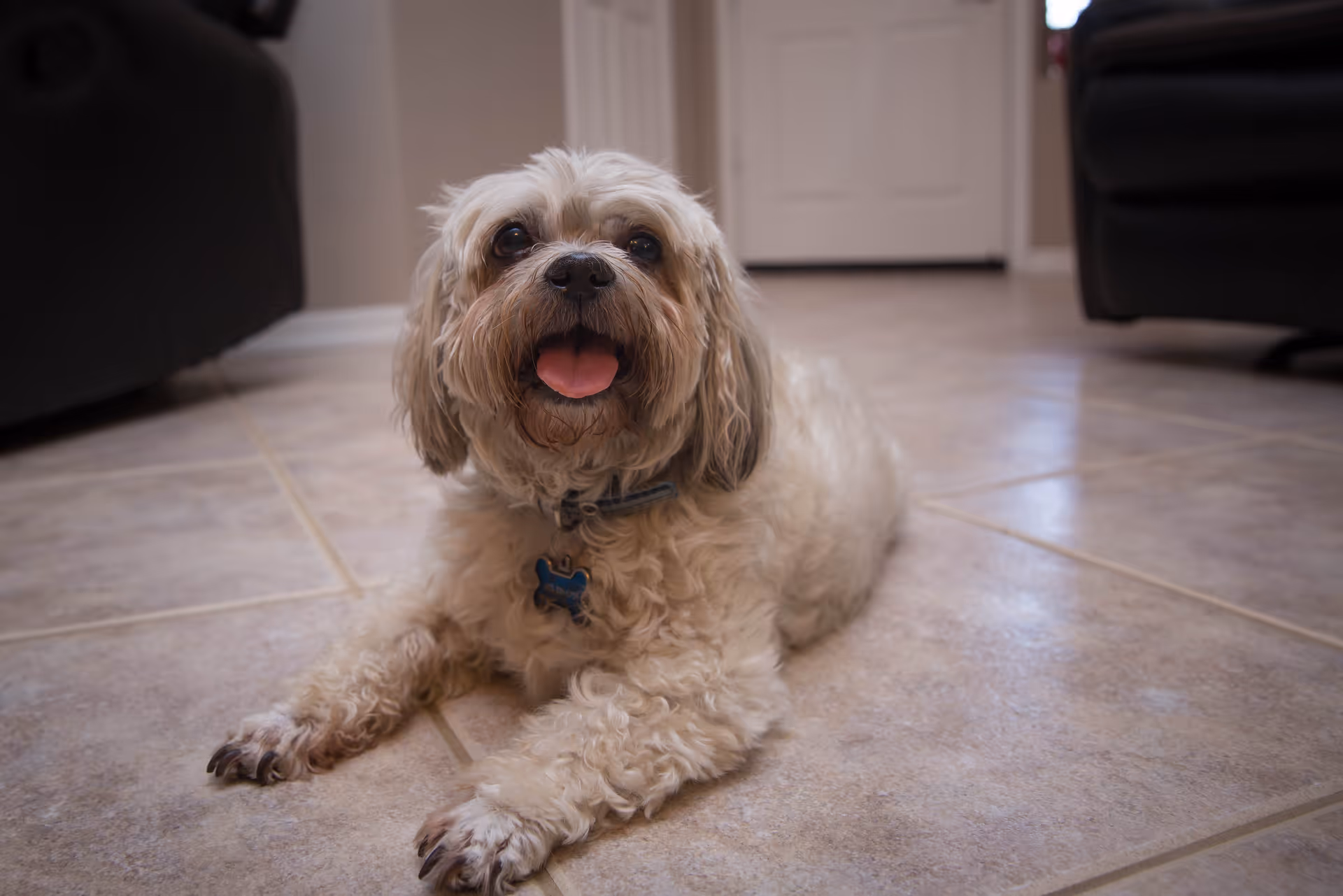 A small fluffy dog with light-colored fur lying on a tiled floor inside a room, looking towards the camera with its tongue out. The background shows parts of furniture and a door.