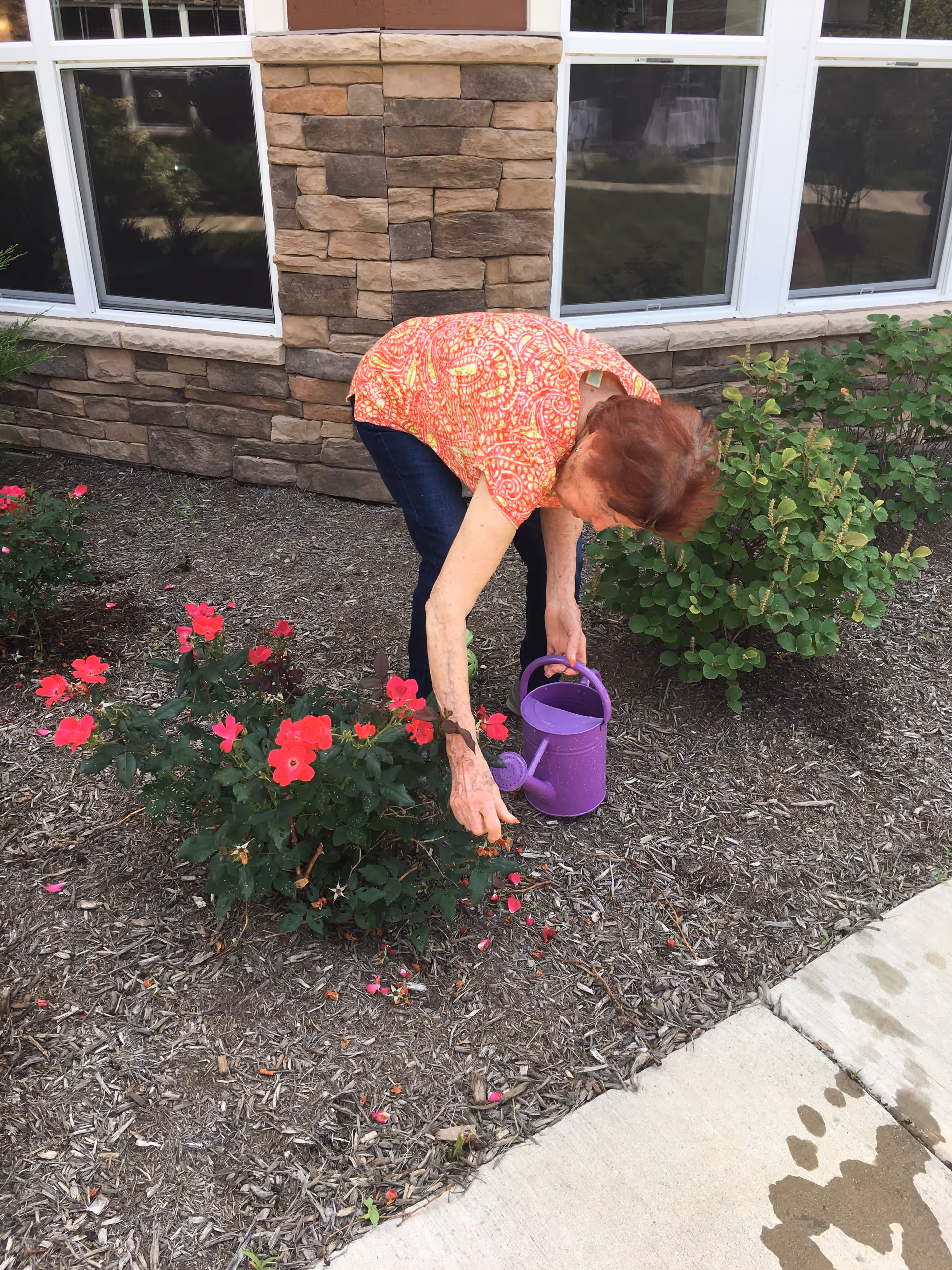 An elderly woman wearing a red patterned shirt and dark pants is bending over to water red flowers in a garden bed with a purple watering can. The garden is next to a building with stone and brick exterior walls and large windows. There is a concrete sidewalk with water spots nearby.