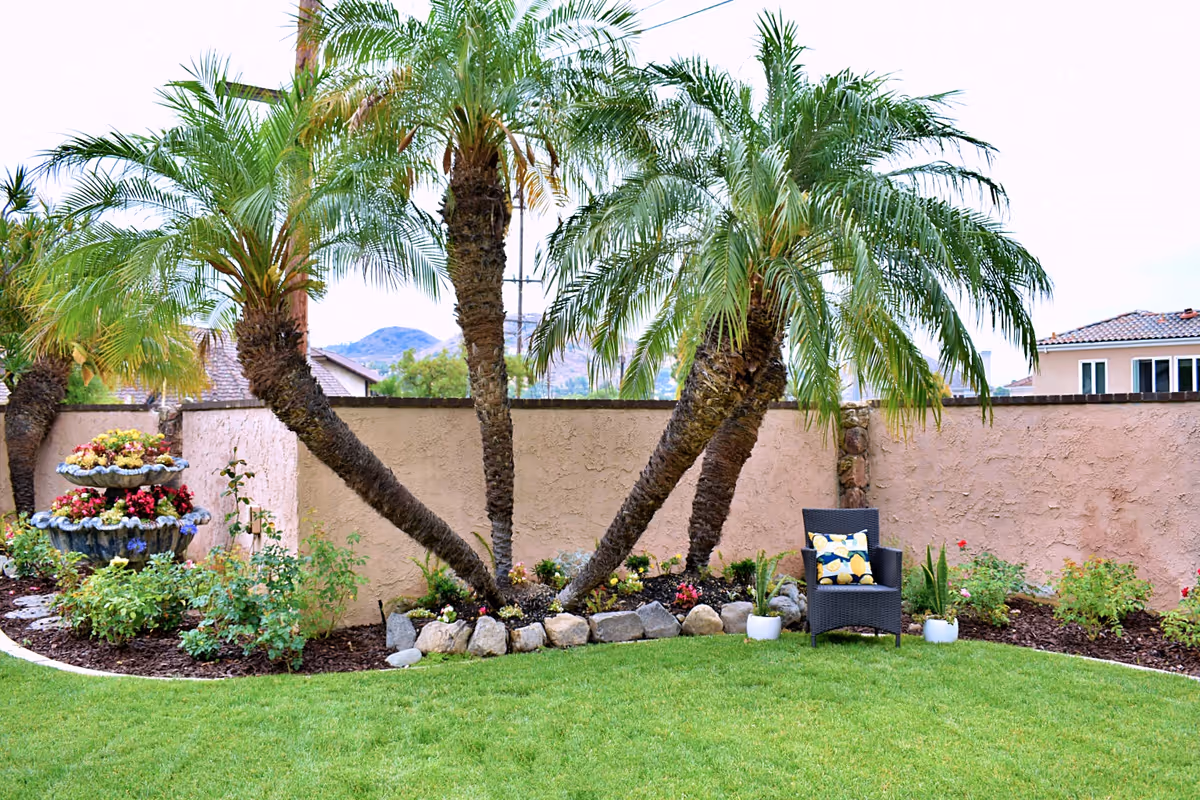 Well-maintained backyard garden with several leaning palm trees, a green lawn, potted plants, and a wicker chair against a stucco wall.