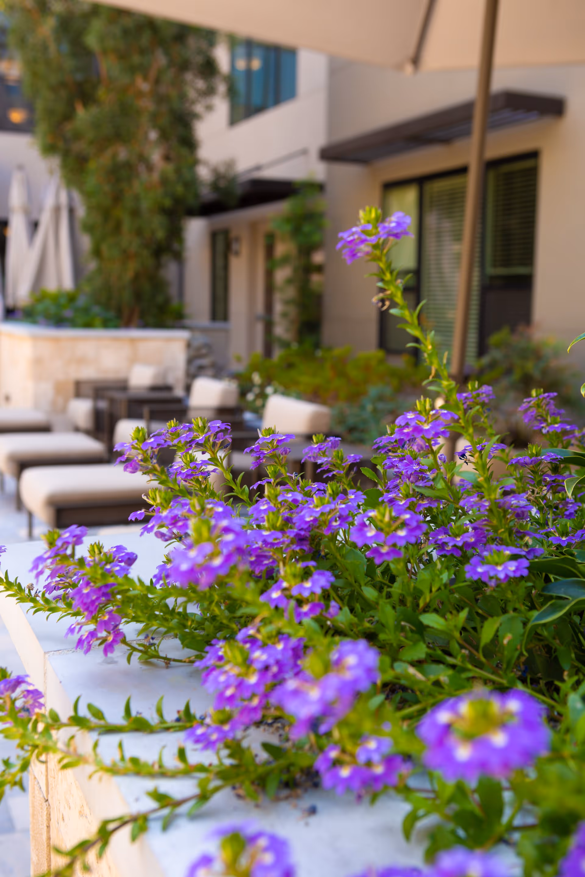 Close-up of vibrant purple flowers in a planter with an outdoor seating area featuring cushioned lounge chairs and umbrellas in the background, adjacent to a building with windows and greenery.