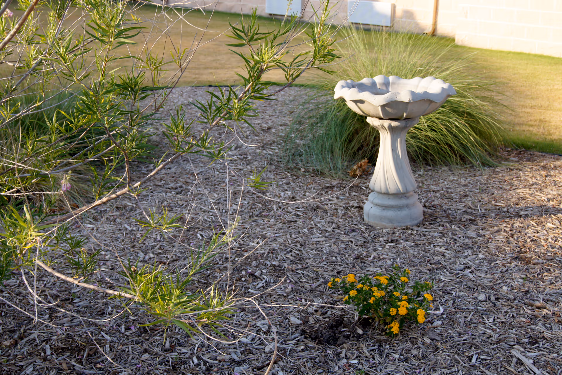 A garden area with a decorative birdbath on a pedestal surrounded by mulch, green plants, and a small cluster of yellow flowers. A building wall and a patch of grass are visible in the background.