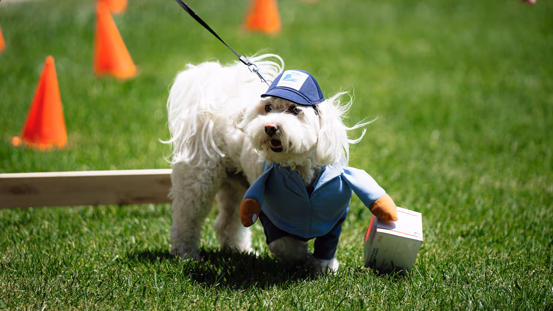 A small white dog dressed in a blue postal worker costume, complete with a hat and a small package attached to its front legs, standing on green grass with orange cones in the background.