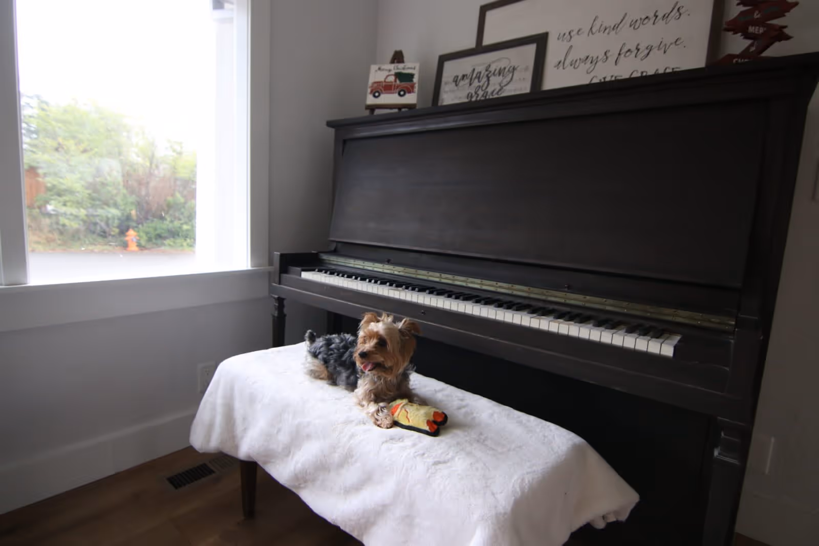 A small dog lying on a white-covered piano bench in front of a dark upright piano. There are framed signs and decorations on top of the piano, and a window to the left shows greenery outside.