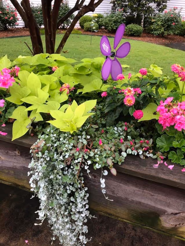 A raised garden bed with various green and flowering plants including bright green leaves, pink flowers, and trailing silver-green foliage. A purple pinwheel decoration is placed among the plants. In the background, there is a grassy lawn and some bushes near a white building.