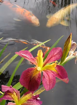 Close-up of a vibrant purple and yellow iris flower with green leaves in front of a pond containing several koi fish swimming near the surface.