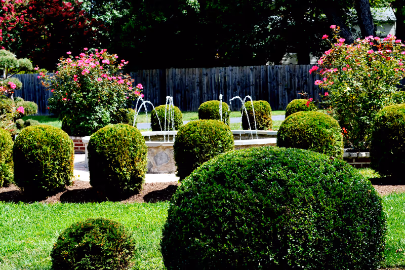 Well-manicured garden with round hedges, blooming rose bushes, and a central fountain.