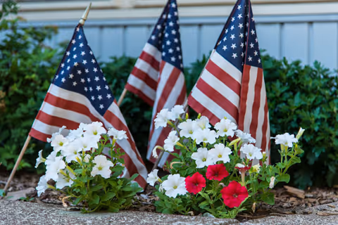 Several small American flags placed among white and red petunias in a garden bed near a building.