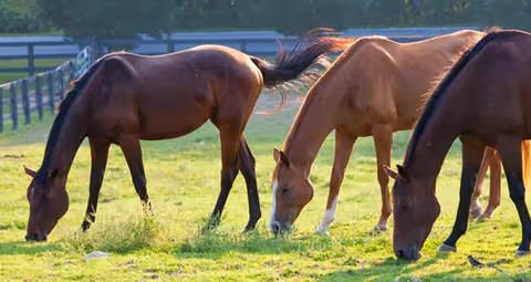Three horses grazing in a sunlit grassy pasture with a fence in the background.