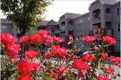 Bright pink flowers in full bloom in the foreground with a multi-story residential building featuring balconies in the background under a clear sky.