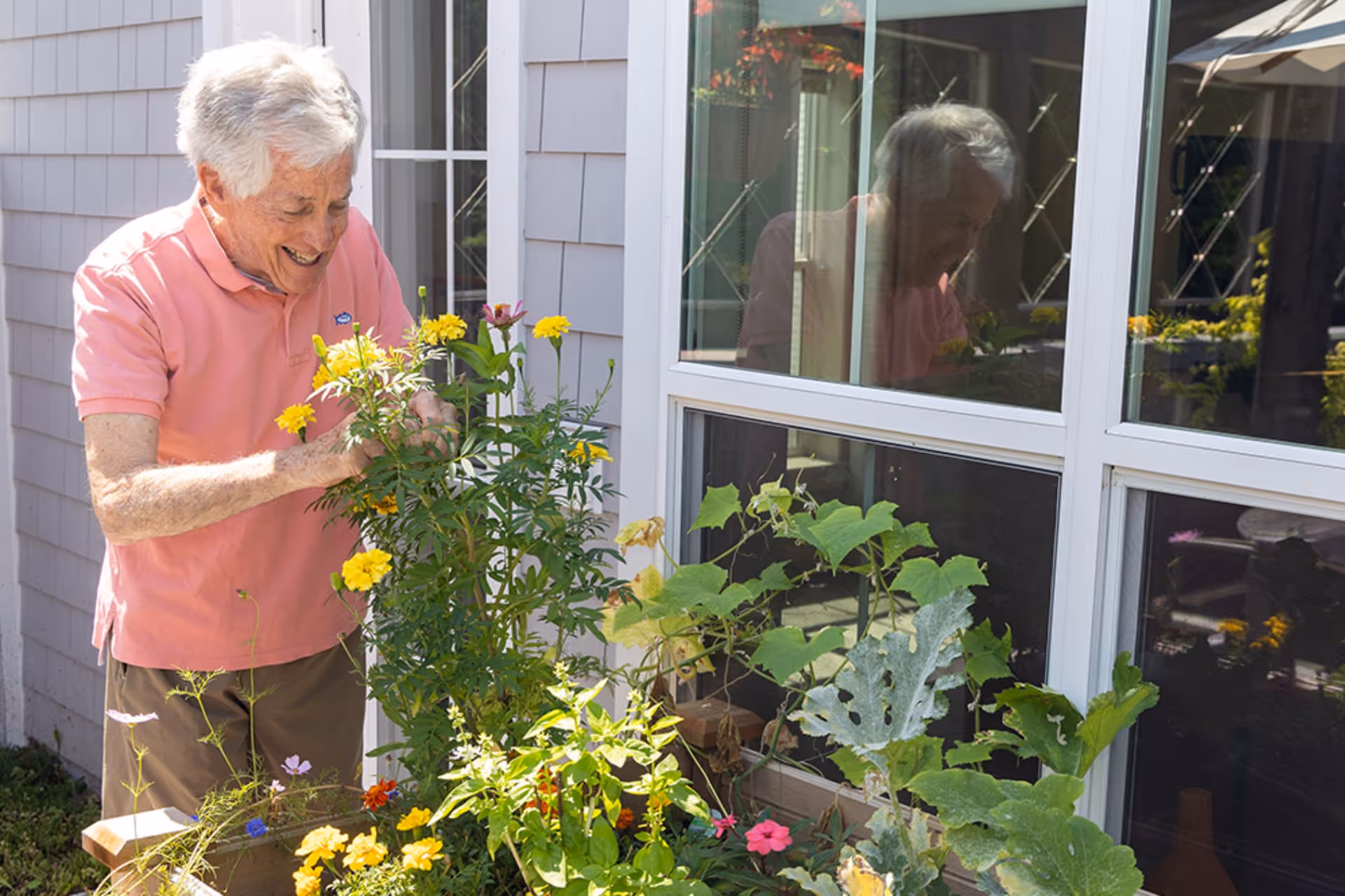 An elderly man wearing a pink polo shirt is tending to a garden with various flowering plants outside a building with gray siding and large windows reflecting his image.