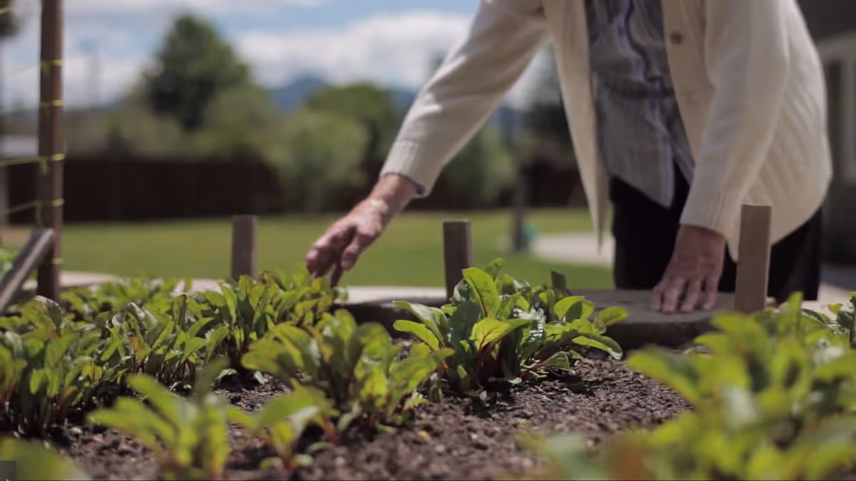 An elderly person tending to plants in a raised garden bed outdoors with a blurred background of trees and a fence.