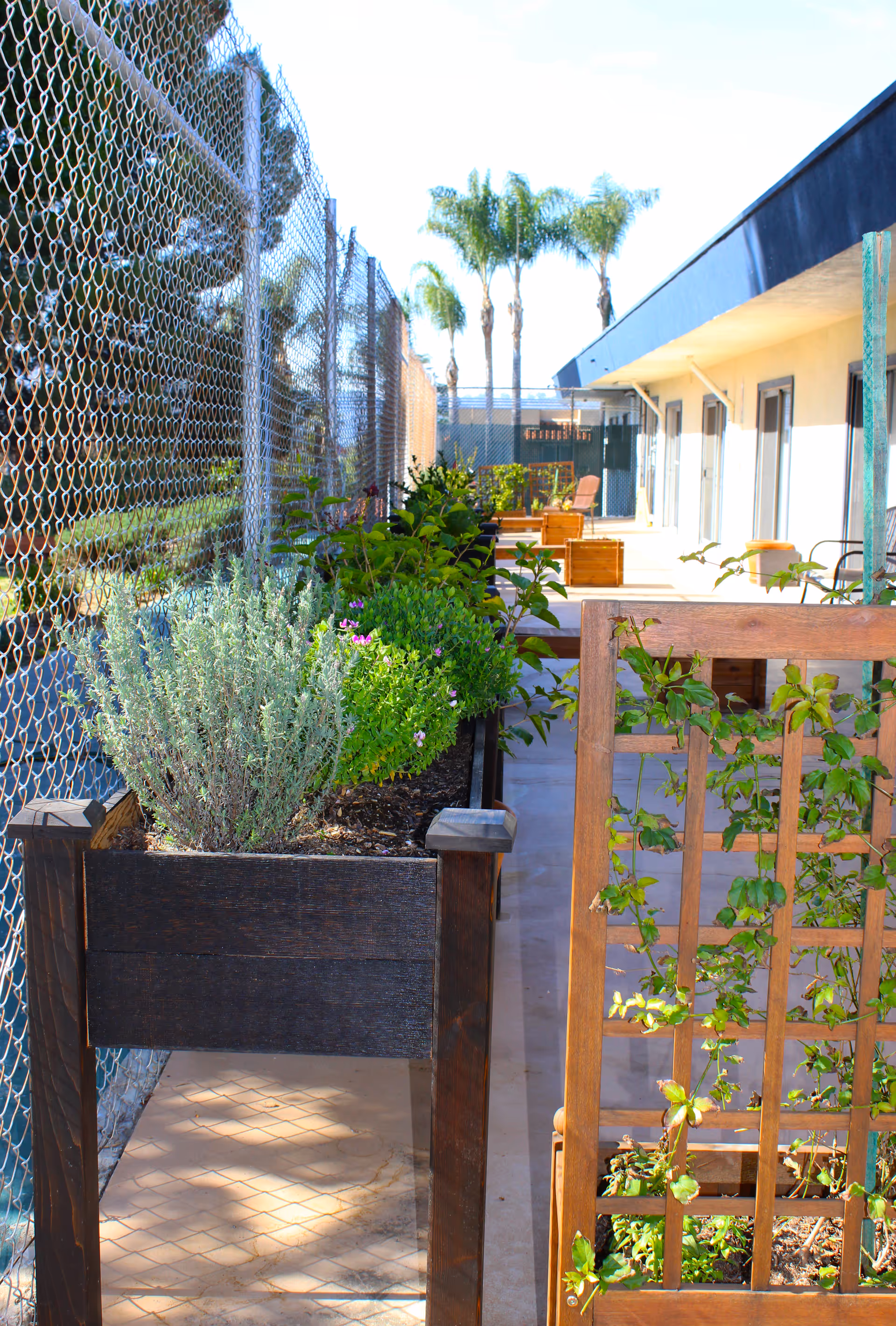 Outdoor garden area with raised wooden planter boxes containing various green plants and flowers, a wooden trellis with climbing plants, a chain-link fence on the left, and a building with doors and windows on the right under a clear sky with palm trees in the background.
