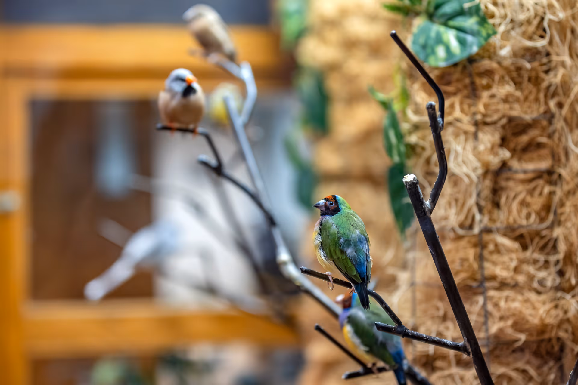 Close-up of colorful small birds perched on thin branches indoors, with a blurred background featuring a window and some greenery.